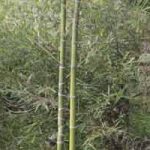 竹竿と竹の種類